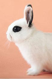 《天命奇御二》登STEAM热销榜首 全球榜二！为特别好评